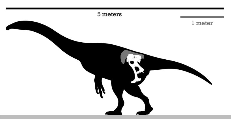 Файл:Enigmosaurus Skeleton Reconstruction.jpg