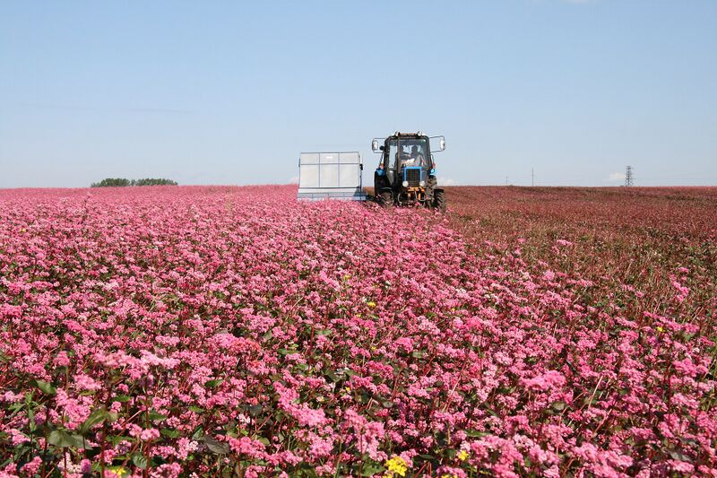 Файл:EvalarPlantations.JPG