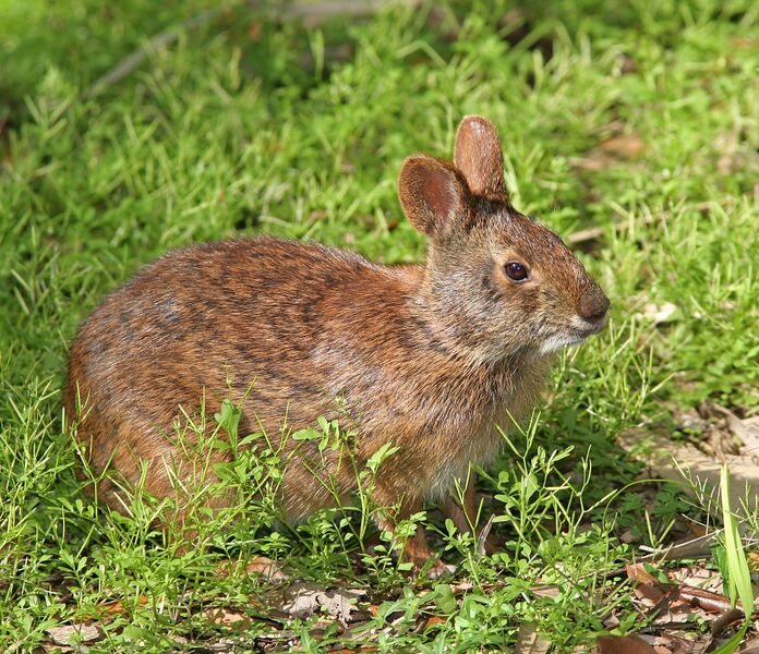 Файл:Marsh Rabbit.jpg