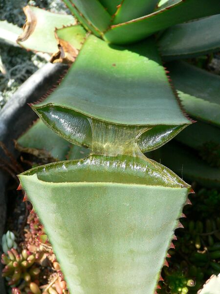 Файл:Split Aloe.jpg