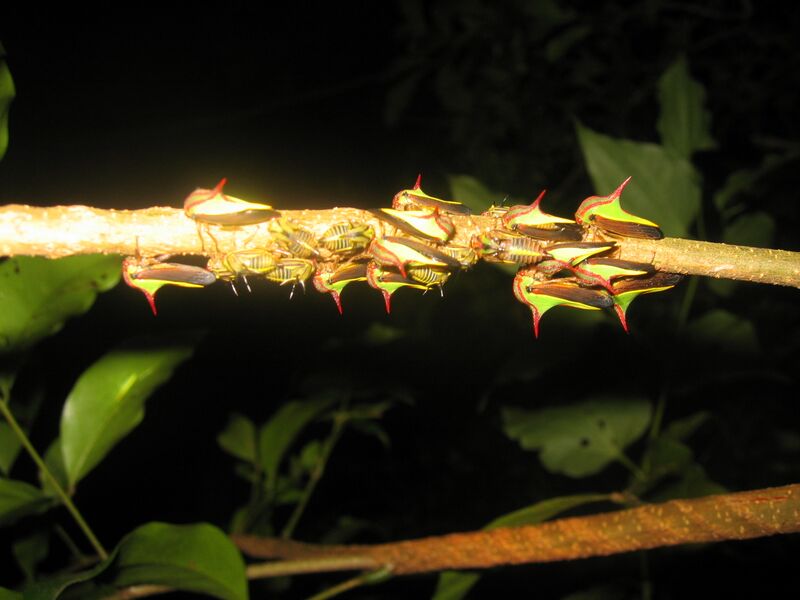 Файл:Treehopper.jpg
