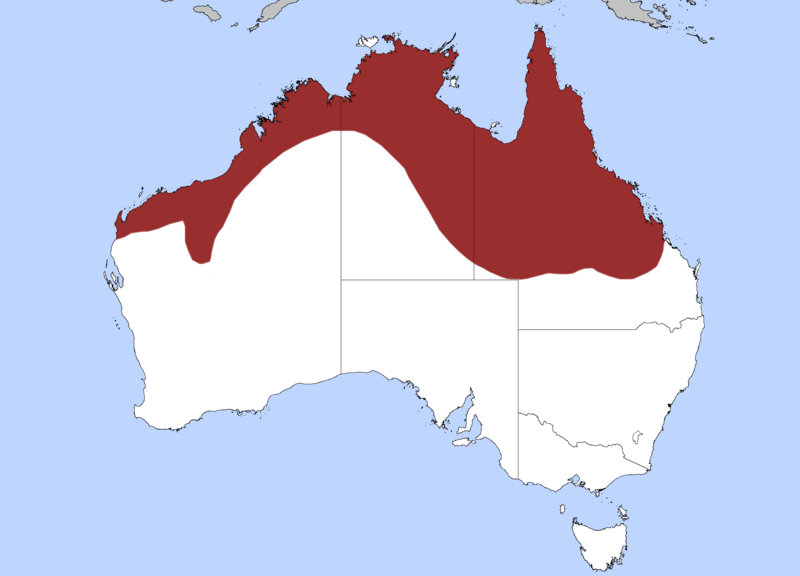 Файл:Black-headed Python.png