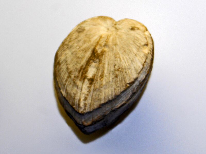 Файл:Cardiidae - Lunulicardia sp..JPG