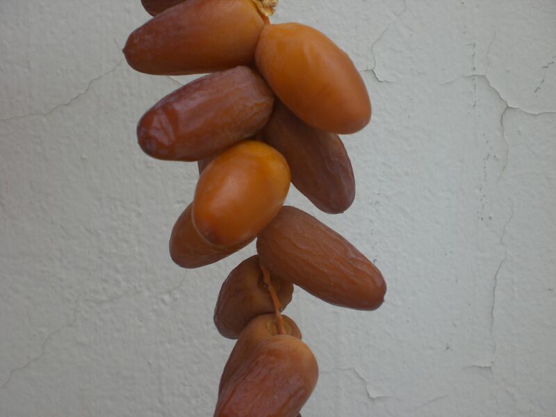 Файл:Dattes Hamraya branche.JPG