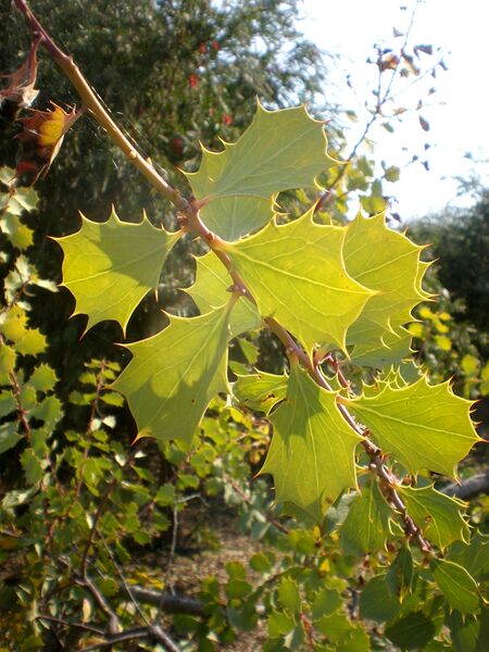 Файл:Hakea cristata 2c.JPG