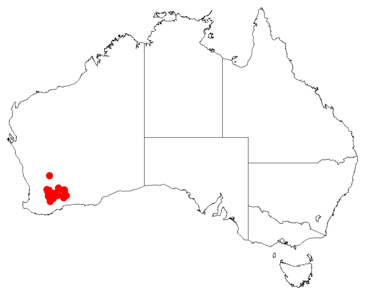 Файл:Isopogon gardneriDistMap19.png