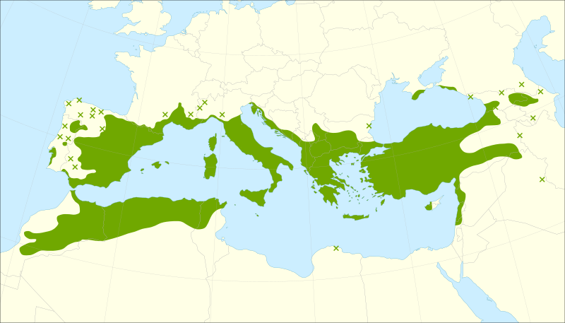 Файл:Juniperus oxycedrus range.svg