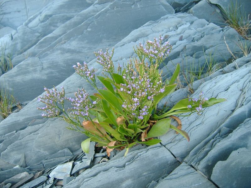 Файл:Limonium-nashii.JPG