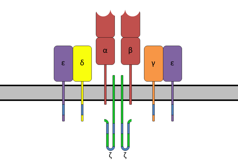 Файл:TCRComplex.png