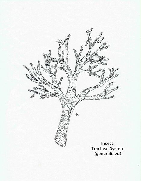 Файл:Generalized Insect Traceal System.jpg