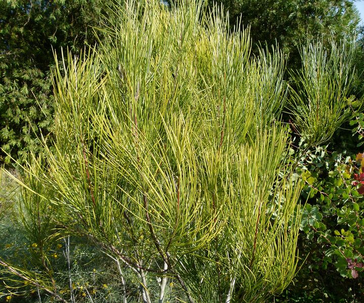Файл:Hakea bucculenta.JPG