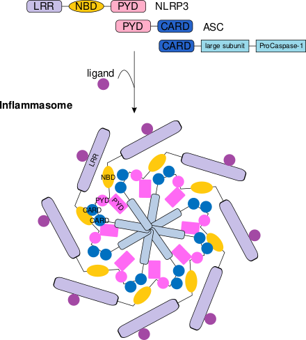 Файл:Inflammasome vector.svg