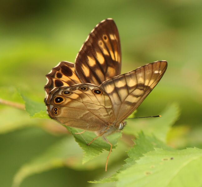 Файл:Lethe callipteris.JPG