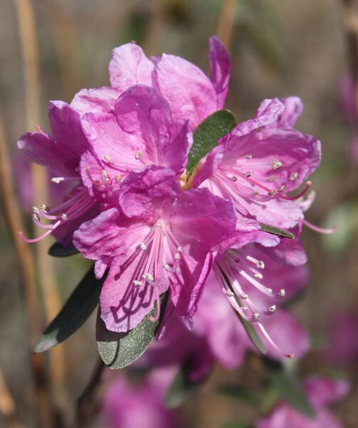 Файл:Rhododendron dauricum Dahurianalppiruusu IM7357 C.JPG