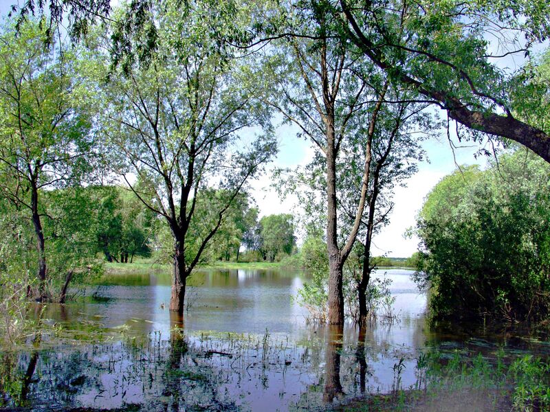 Файл:Styr river. Kuznetsovsk. Ukraine.JPG