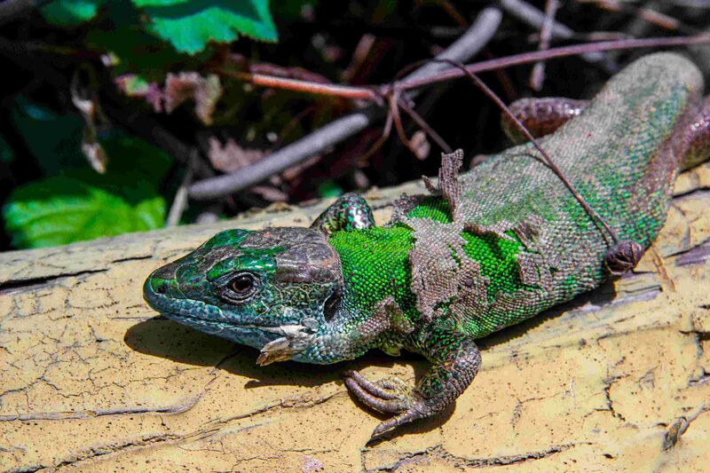 Файл:Balcan Green Lizard 2.JPG