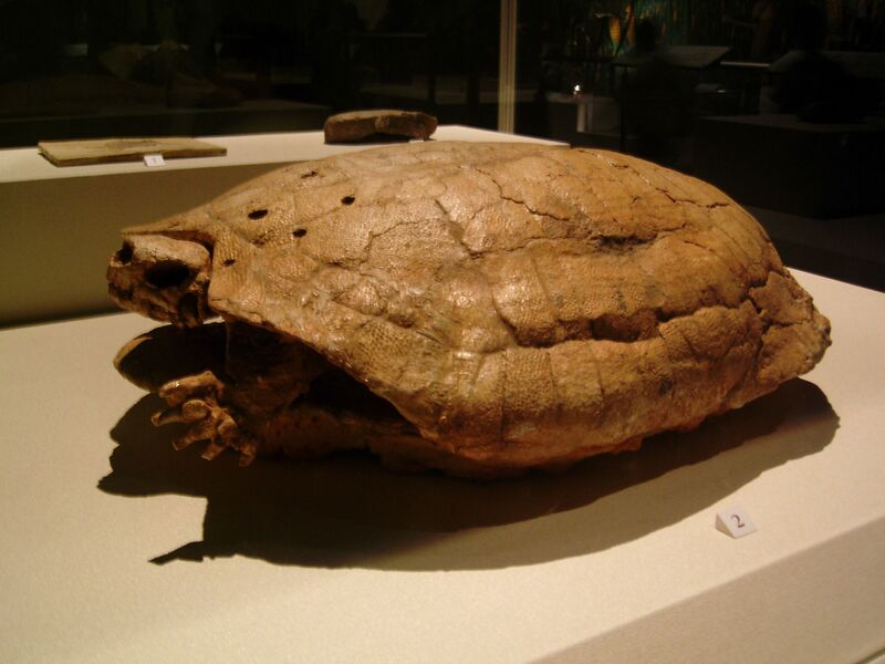 Файл:Dermatemydidae fossil.JPG