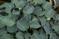'Blue Mouse Ears'