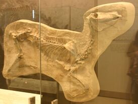 Protohippus