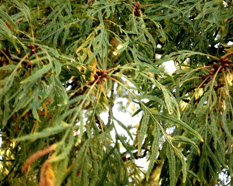 Файл:Quercus robur - Filicifolia.JPG