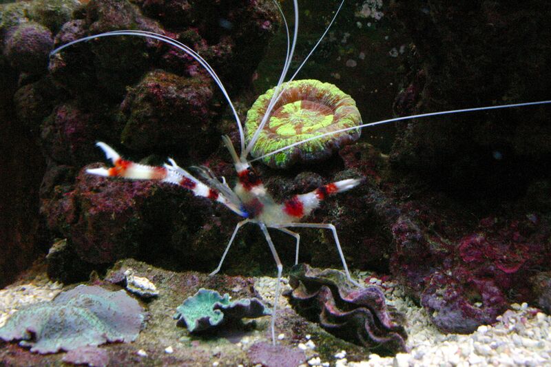 Файл:Stenopus hispidus atacando.JPG