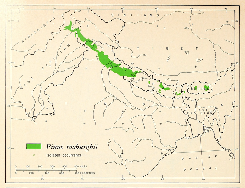 Файл:CL-24a Pinus roxburghii range map.png