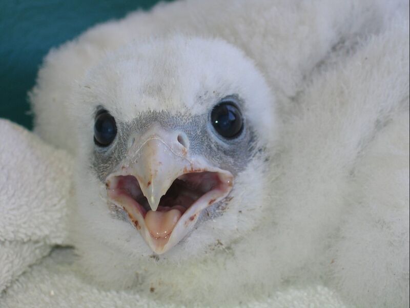 Файл:Falco rusticolus chick.jpg