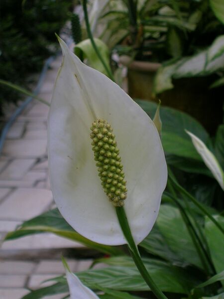 Файл:Formulax unknown flower3.JPG