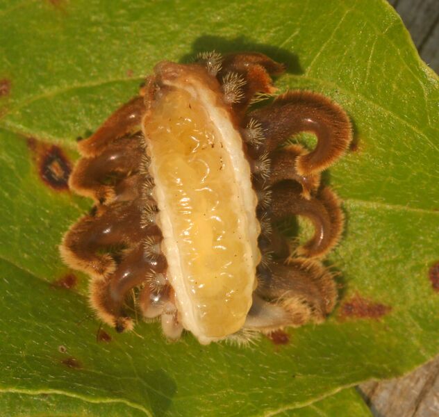 Файл:PhobUnderside.JPG
