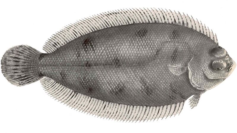 Файл:Poecilopsetta plinthus.jpeg