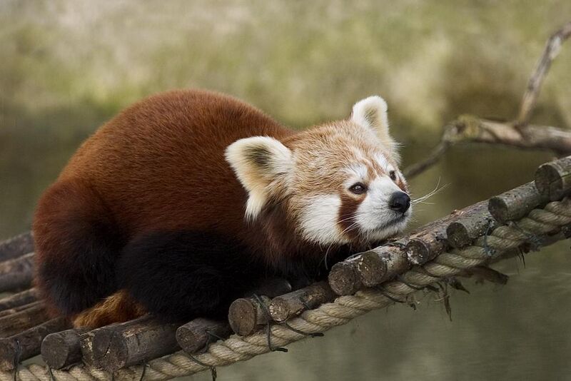Файл:Red Panda.JPG