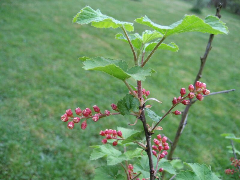 Файл:Ribes meyeri (Flower).jpg