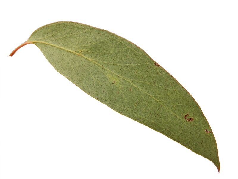Файл:Stringy bark leaf443.jpg