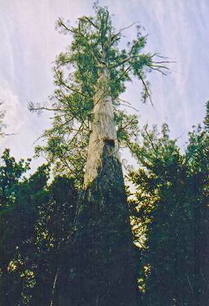 Файл:Tasmania logging 14 Chapel tree.jpg