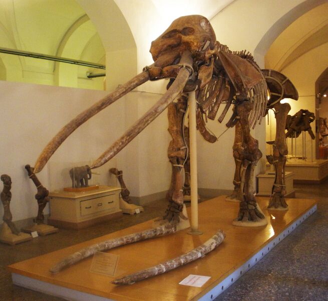 Файл:Anancus arvernensis.JPG