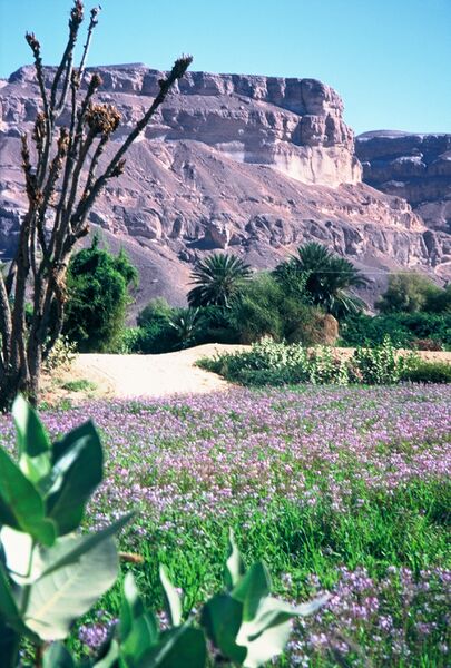 Файл:Hadramaut.JPG