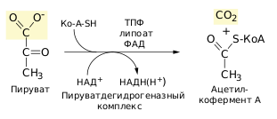 Файл:Pyruvate decarboxylation ru.svg