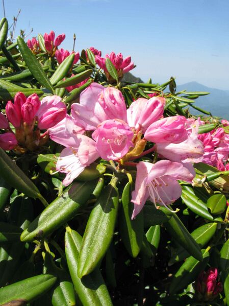 Файл:Rhododendron degronianum 3.JPG