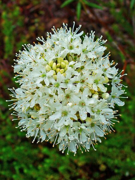 Файл:Rhododendron tomentosum 002.JPG