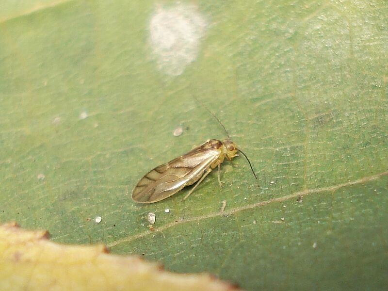 Файл:Valenzuela flavidus 01.JPG