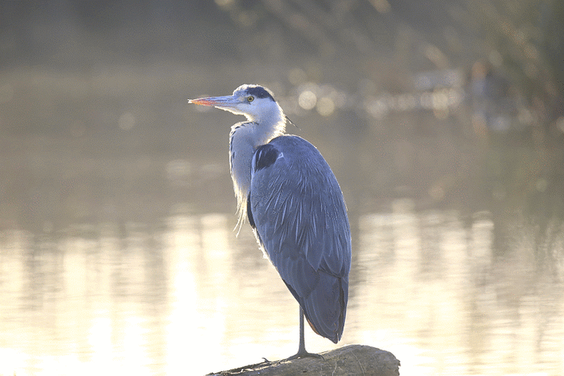 Файл:Animated Ardea cinerea.gif