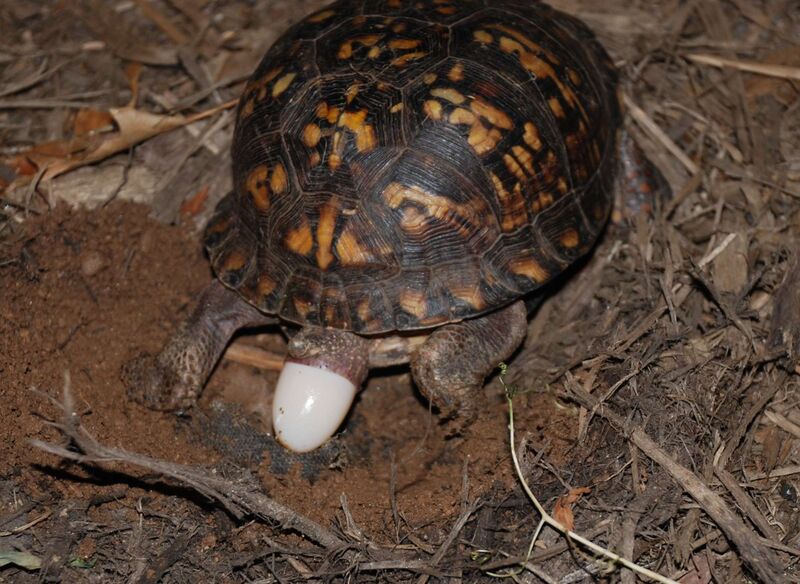 Файл:Eastern Box Turtle 8671.jpg
