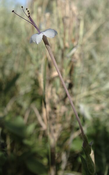 Файл:Mirabilis longiflora flower.jpg