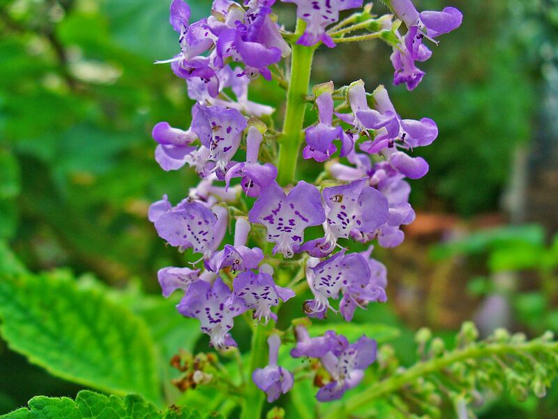 Файл:Plectranthus fruticosus 003.JPG