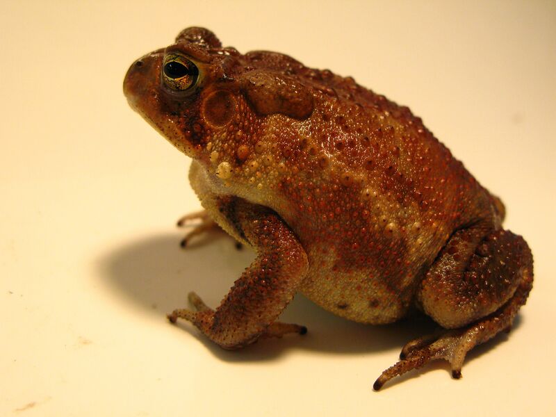 Файл:Southern Toad I.JPG