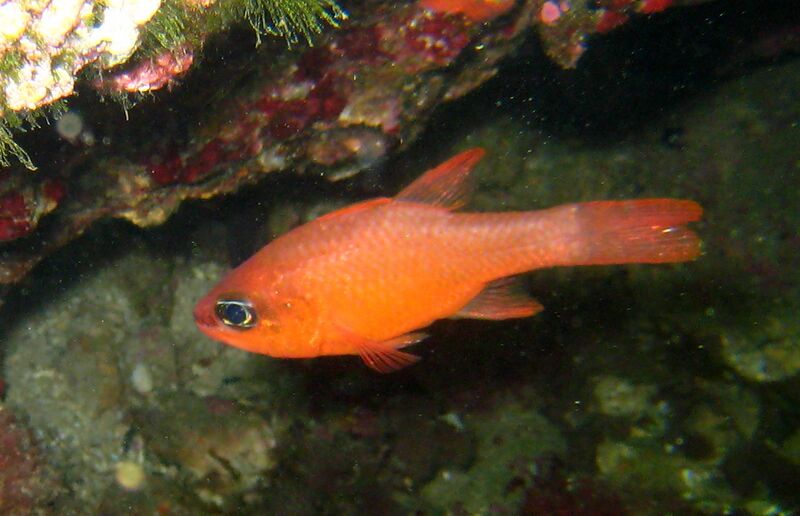 Файл:Apogon imberbis side.JPG