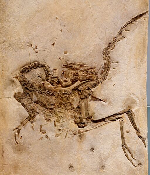 Файл:Compsognathus longipes cast 3.jpg