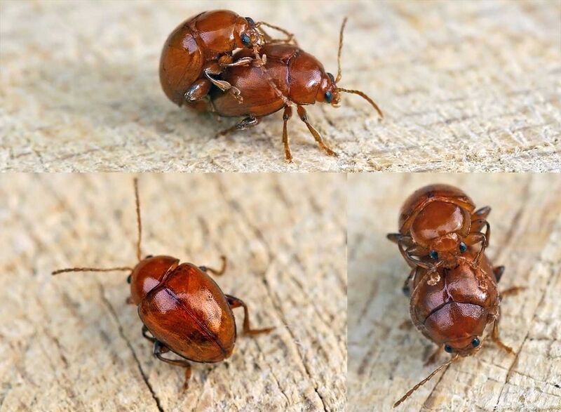 Файл:Sphaeroderma rubidum01.jpg