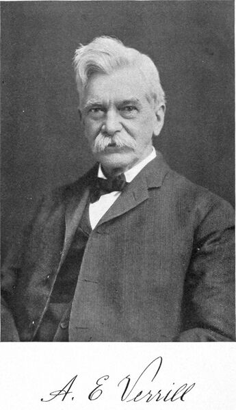 Файл:Addison Emery Verrill.jpg