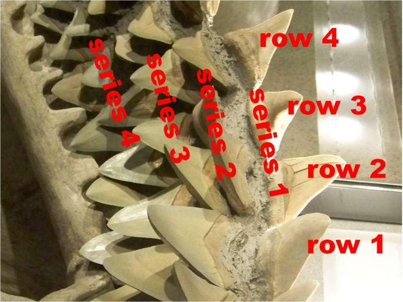 Файл:How to count shark teeth.png